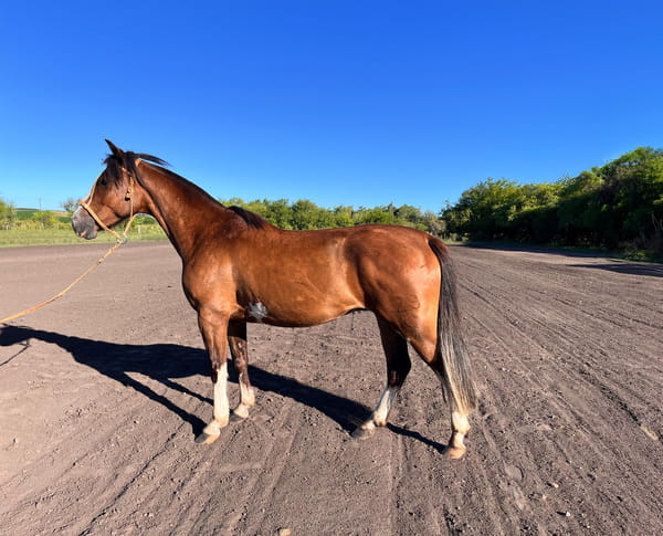 Lote PERDIGUER DEL PORRUA