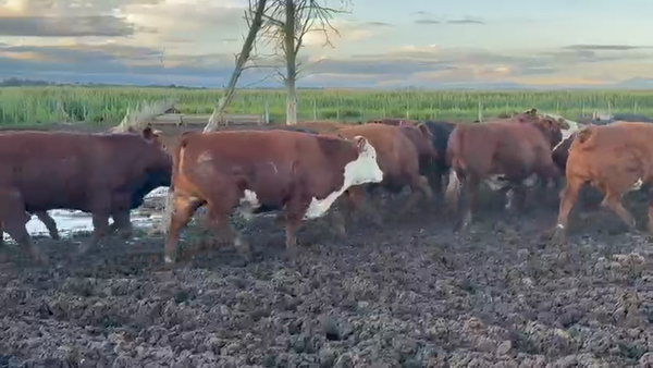 Lote 55 Novillos