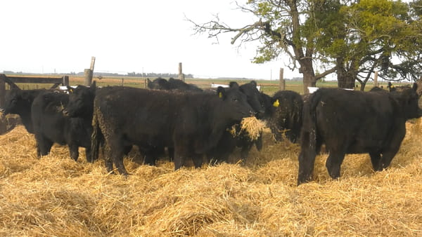 Lote Vaquillonas Negras S/SERVICIO