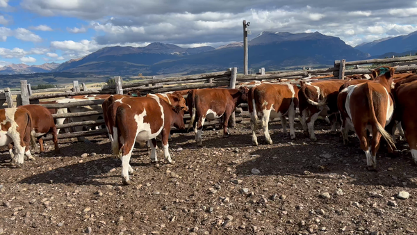Lote 25 Novillo Engorda en Coyhaique, XI Región Aysén