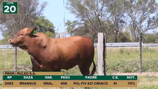Lote TOROS LOTE 20