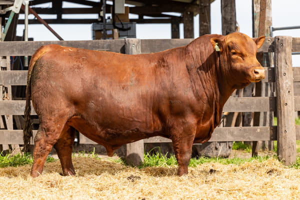 Lote Toro PC