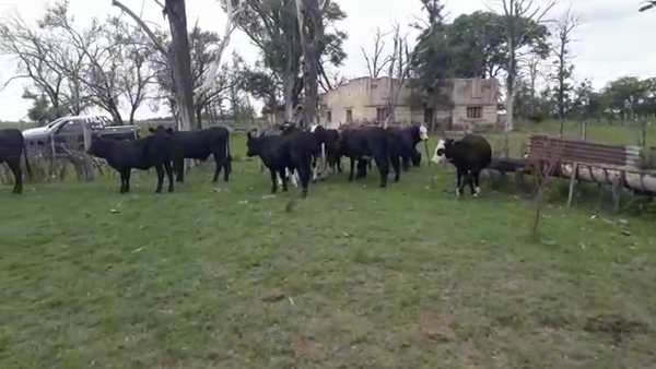 Lote 23 Terneros/as en Santa Fe, Moisés Ville