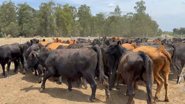 Lote 83 Vientres Preñados en Sauce, Canelones