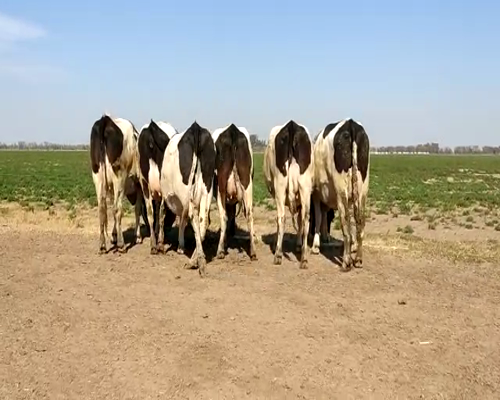 Lote VAQUILLONAS PREÑADAS 2 BELTRAMINO