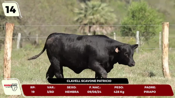 Lote LOTE 14 - JUNIOR