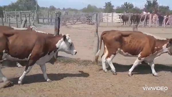 Lote 49 Vacas nuevas C/ cria en Villa Paranacito, Entre Ríos