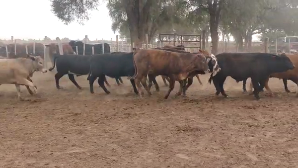 Lote 110 Terneros en Quimilí, Santiago del Estero