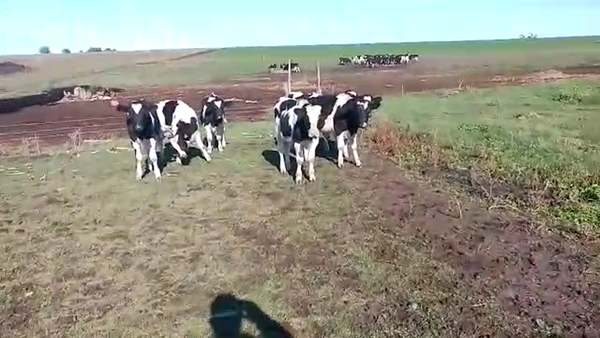 Lote terneros holando 7