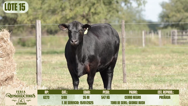 Lote LOTE 15