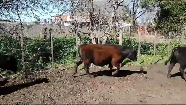 Lote 60 Terneros/as en Tandil, Buenos Aires