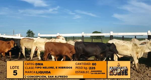 Lote Lote 5