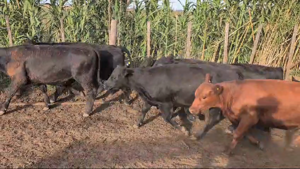 Lote 100 Novillitos y vaquillonas