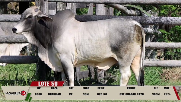 Lote LOTE 50