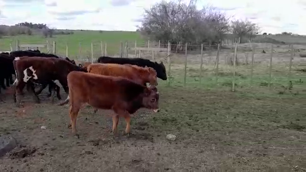 Lote (Vendido)18 Terneros HEREFORD/ ANGUS 215kg -  en COLONIA LARRAÑAGA