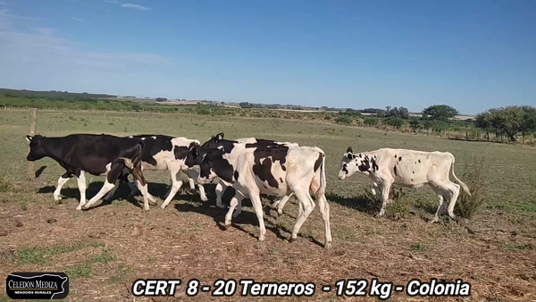 Lote 20 Terneros en Conchillas, Colonia