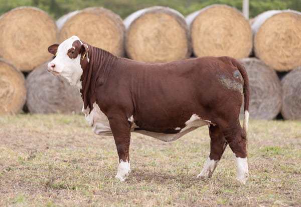 Lote LOTE 33