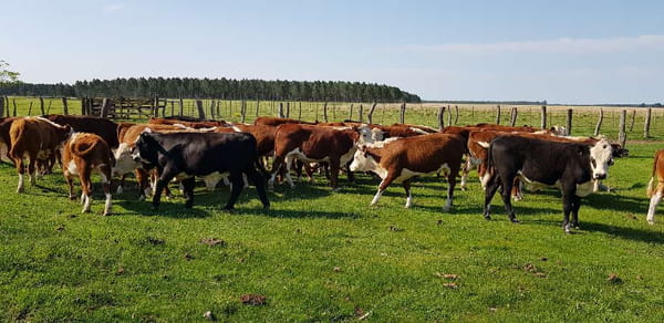 Lote 40 Novillitos en Esquina, Corrientes