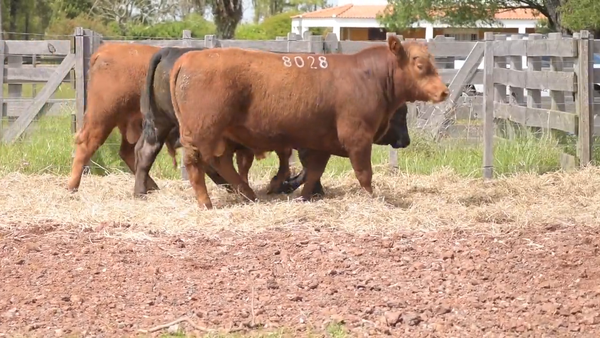 Lote 3 Toros, Salto