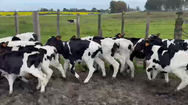Lote 16 Terneros 100kg - , San José