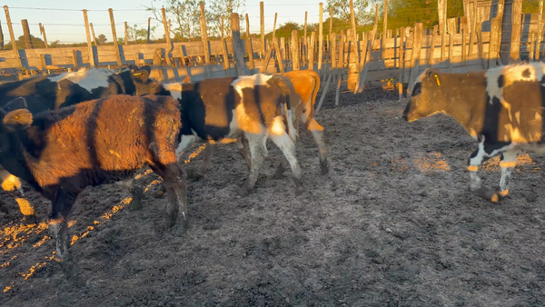 Lote 17 Terneros en Santa Fe, San Cristóbal