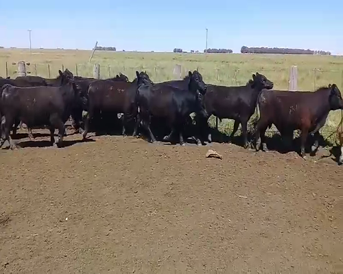 Lote 15 Novillitos en Benito Juárez, Buenos Aires