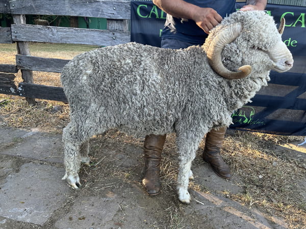 Lote Borrego 4/6D (MO: Si)