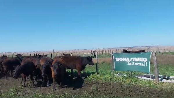 Lote 50 Vaquillonas en Arboledas