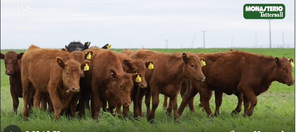 Lote FUTURAS MADRES(CORRAL 26)