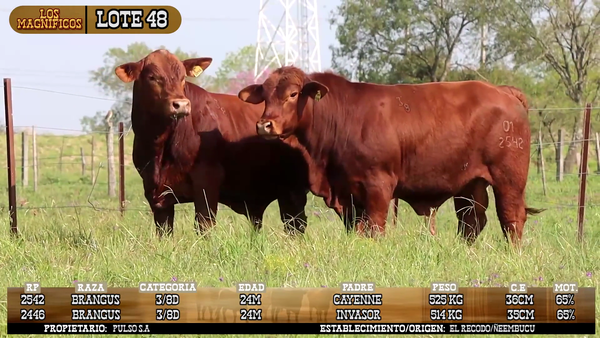 Lote LOTE 48