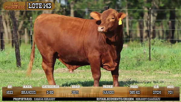 Lote LOTE 143