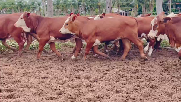 Lote 75 Terneras en Itatí, Corrientes