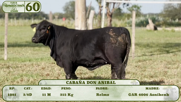 Lote LOTE 60