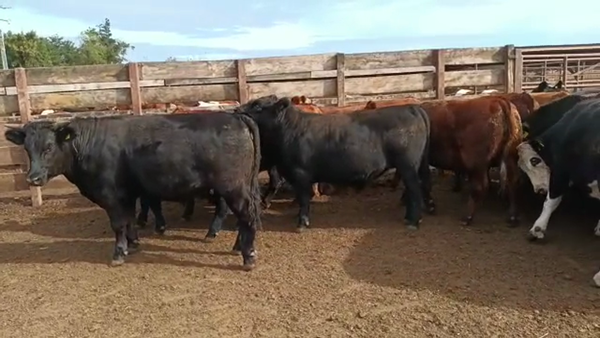 Lote 40 Novillo Gordo en Los Ángeles, VIII Región Biobío