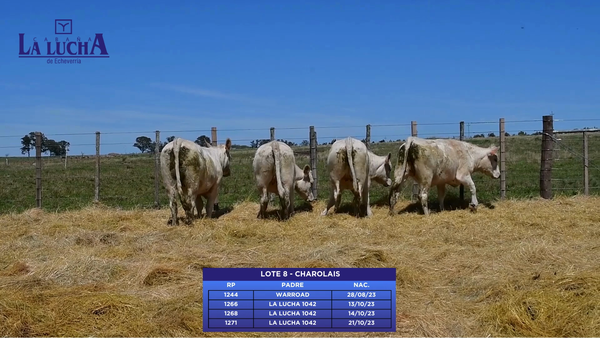 Lote CHAROLAIS