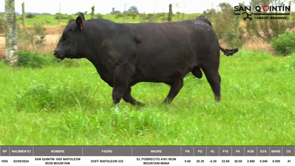 Lote ABERDEEN ANGUS PI
