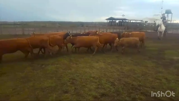 Lote 70 Terneras