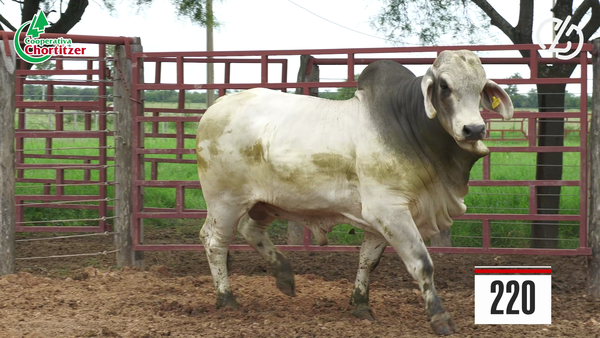 Lote Brahman