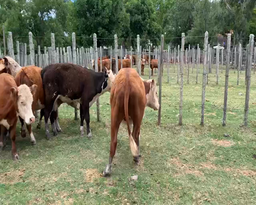 Lote 10 Novillos 1 a 2 años en Melo, Cerro Largo