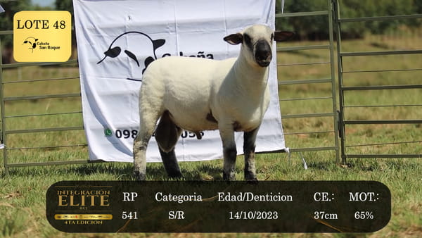 Lote LOTE 48