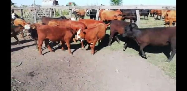 Lote 40 Terneros/as en Entre Ríos, Villaguay