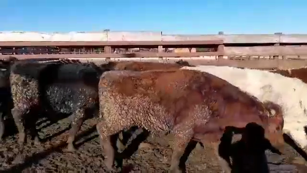 Lote 19 Novillo Gordo en Los Ángeles, VIII Región Biobío