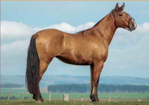 Lote ILUSTRADA 422 DE LA CASILLA