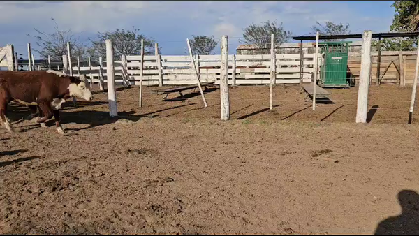 Lote 50 Novillitos Braford y sus Cruzas en Constanza, Santa Fe