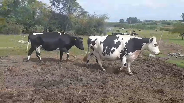 Lote 2 Industria 550kg -  en AGRACIADA