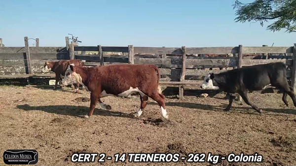 Lote 14 Terneros en Colonia