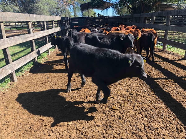 Lote 86 Terneros/as en Formosa, Gral. Lucio V. Mansilla