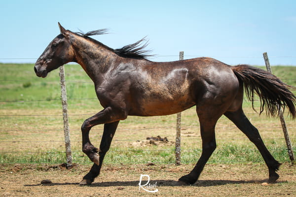 Lote Dante Don Salvador
