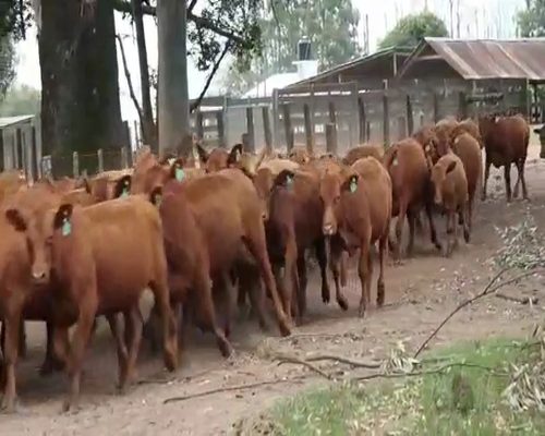 Lote 42 Vaquillonas en Virasoro, Corrientes