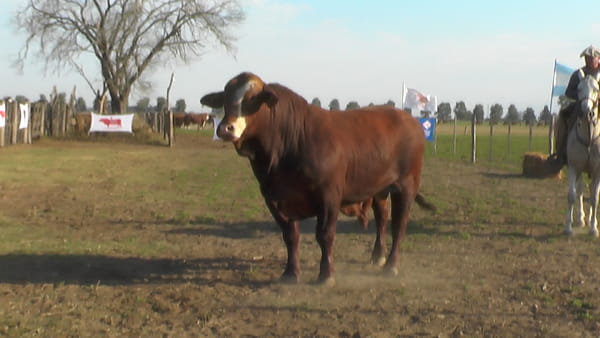 Lote TORO BRAFORD